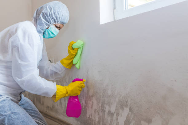 Best Mold Removal for HVAC Installations  in Providence, UT